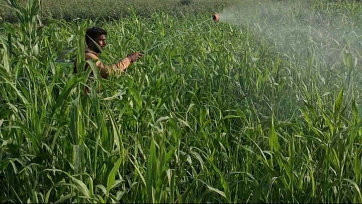 How Rural Farmers Spray Corn Crops the Desi Way! 🌾🚜