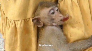 Nop Monkey Visit The Pagoda With New Friend Today, Nop Really Like Her, She Give Grape For Food