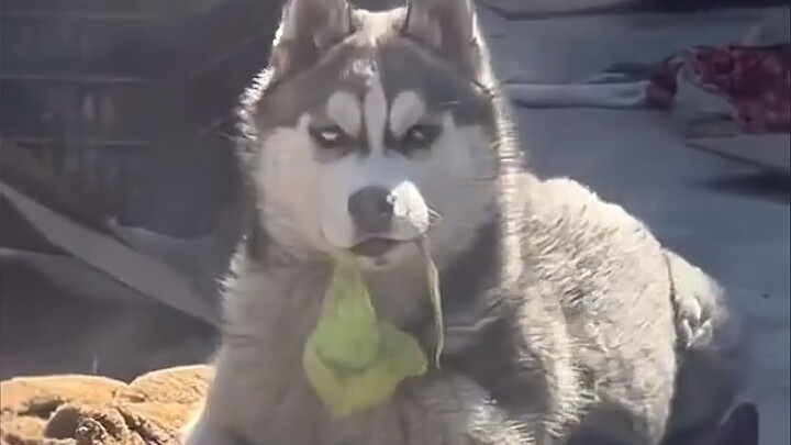 Done! I’ve raised you to perfection!