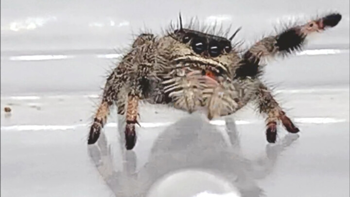 各种匪夷所思的肢体语言我也看不懂