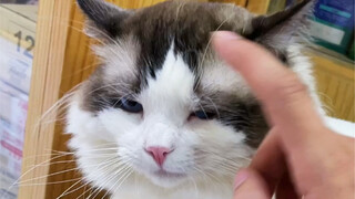 猫场霸凌？一招搞定！