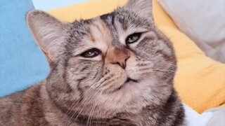 诗朗诵《再别猫粮》