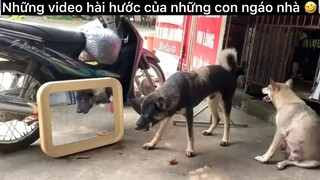 Những con ngáo nhà 🤣#haihuoc#hài#tt