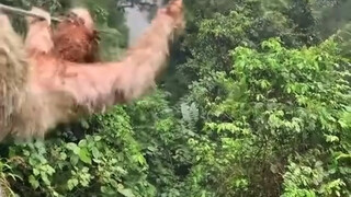 I was halfway through the zipline when a sloth blocked my way... What else could I do? I just had to