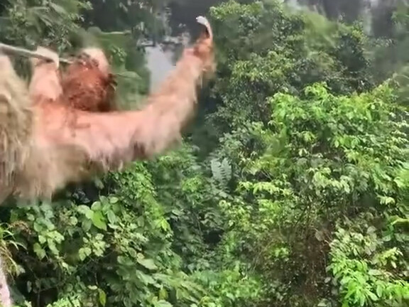 玩滑索滑到一半被树懒挡住了…还能怎么办，只能等…等…它…了…