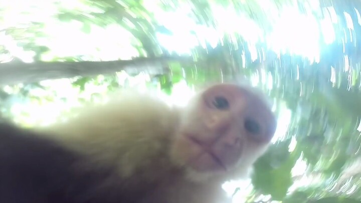 A monkey stole my Go Pro.