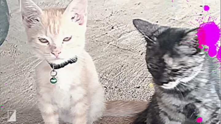 พี่ไข่ตุ๋น&น้องไข่เจียว