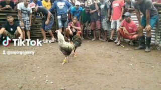 bulik na my balbas mga lods #tatay ko Pina bibitaw ko palagi