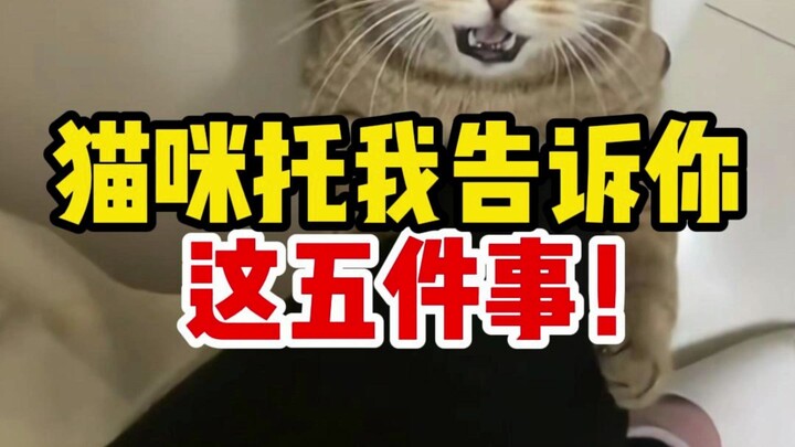 The cat asked me to tell you these five things!