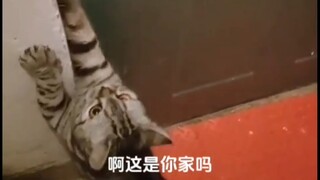 开门前以为是抱上大款了住上豪宅了，开门后：这咋还是个集体宿舍？