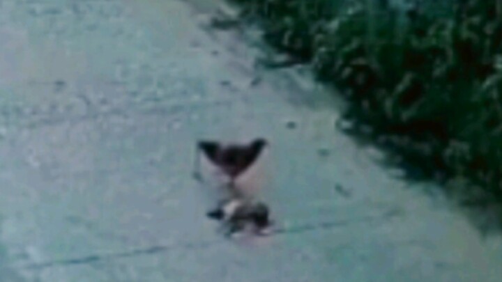 坤坤：是故意的