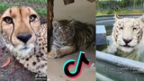 TikToks That Need a "Boop" On Their Nose - Wild Cat Side of TikTok