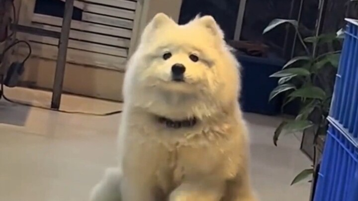 شيو غاو: كل ما أريده هو وجبة مشبعة، ما الخطأ الذي ارتكبته؟