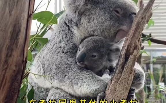 تسعى أم الكوالا جاهدة لحماية صغيرها الآمن في حقيبتها الأمومية، وبينما يتمتع جميع الصغار بأمهاتهم الح