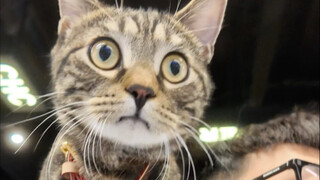 Đưa mèo mướp đi du lịch Phần Lan, 17 tiếng đưa thú cưng vào khoang hành khách