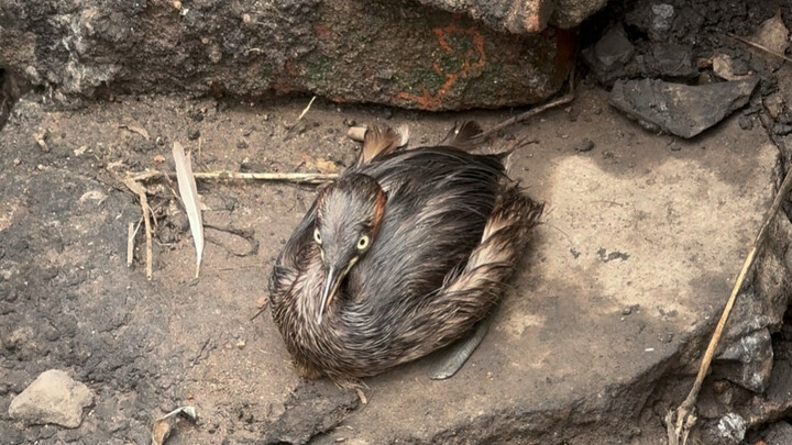 Seekor burung kolibri kecil ditemukan di selokan bau