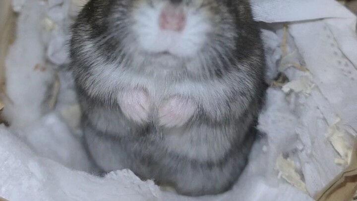 Nửa tháng sau khi rời khỏi chuột hamster, nó còn nhận ra tôi không?