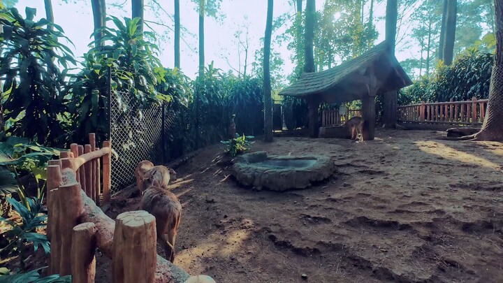 A deer at Enchanting Forest Prigen