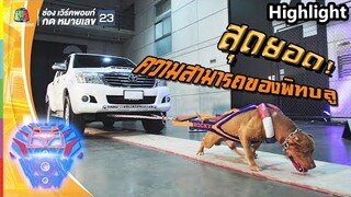 สุดยอด ! ความสามารถพิเศษของพิทบูล | ชิงร้อยชิงล้าน ว้าว ว้าว ว้าว