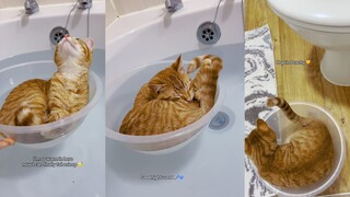 Cat's dream comes true