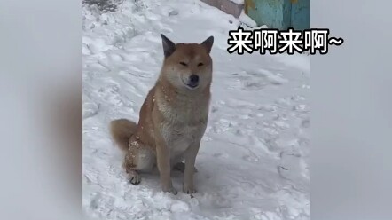 Anjing licik! “Segala pikiran anjing terbaca di wajahnya” Anjing pun bisa berakting