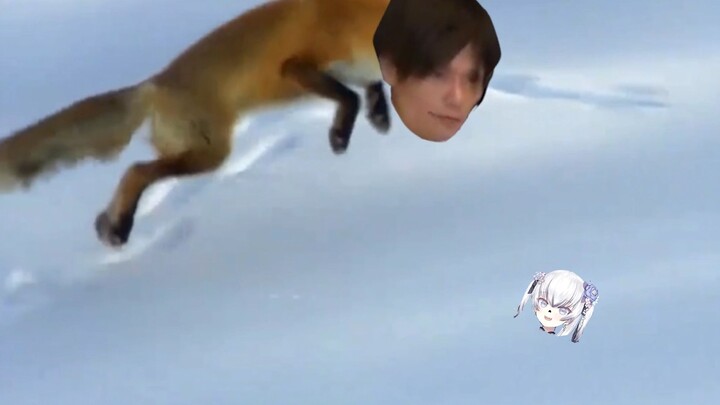 Hunting the rare Tokugawa snow fox in the snow