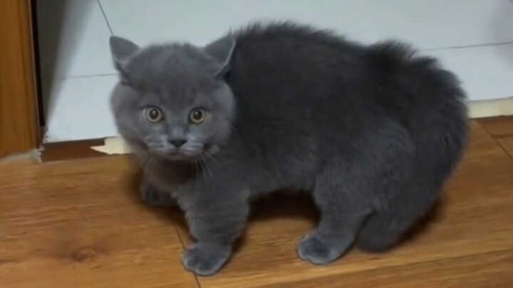 When you forget to open the door for the kitten