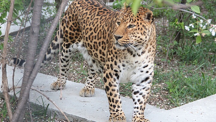 Báo Đông Bắc quý hiếm có biết nũng nịu với con người không?