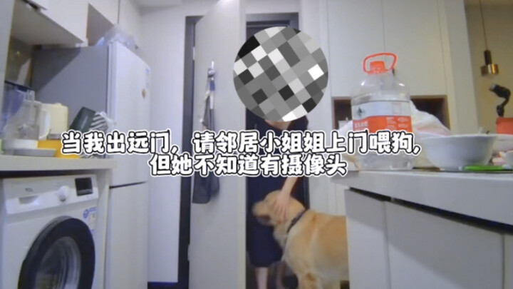 当我出远门，请邻居小姐姐上门喂狗，但她不知道有摄像头！