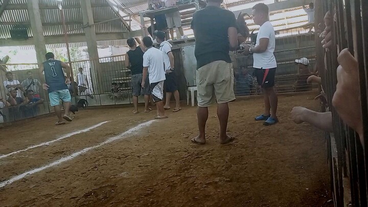 Ormoc gold