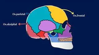 cranium#shorts