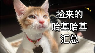 Những ngày từ khi nhặt được chú cún Haki Haki về nhà, đánh giá là mẫu ẩn giấu IQ cao √