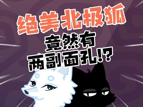 绝美北极狐有两幅面孔？