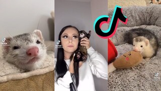 Ferret Side of Tiktok #7