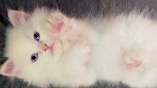 🍞 พี่น้องกระต่ายขาวเป็นสำลีก้อนเล็กๆ จริงๆ!