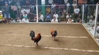 Win(AA red)