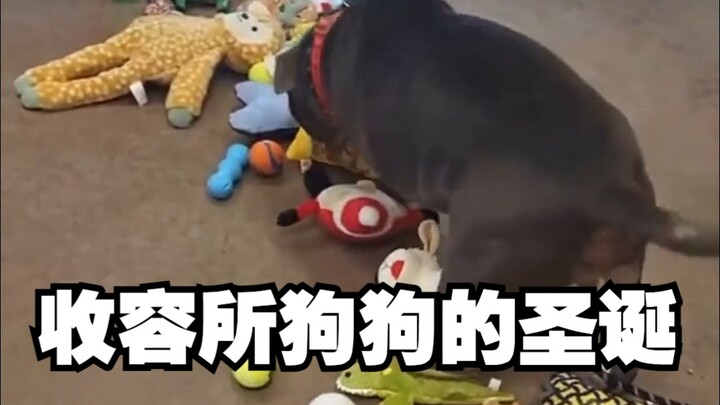 Biarkan Anjing di Panti Asuhan Memilih Mainan Natal Sendiri