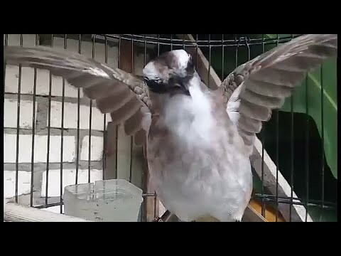 NYOBAK UPLOUD TRUCUK NGROPEL DOWO || Mbekne ono seng Ngelik Cocok Kanggo Masteran Karo Pancingan