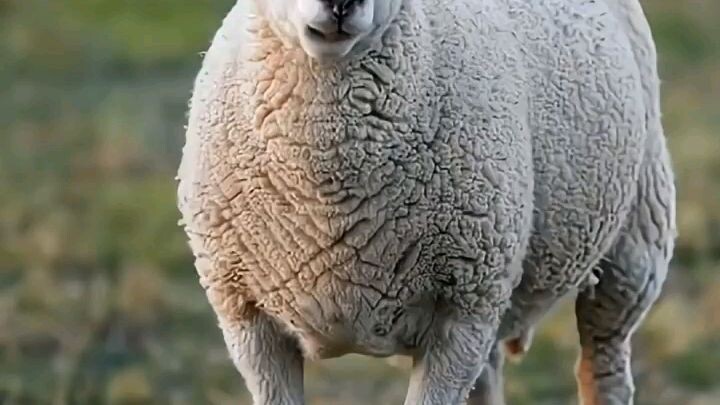cheep
