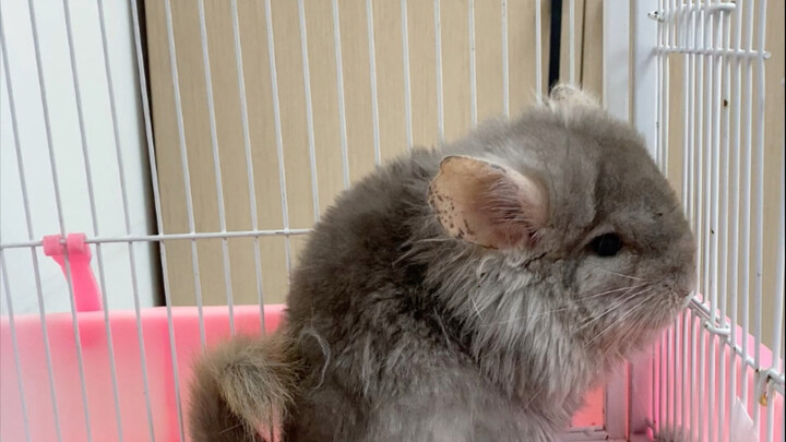 Con Totoro này kiểu gì cũng phải là một thuyền trưởng chứ!