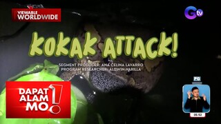 Mga palaka sa Occidental Mindoro, tila nagsisilbing alarm clock?! | Dapat Alam Mo!