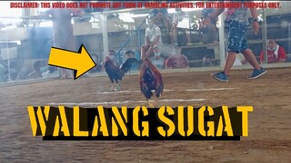 FIGHT#3 MELSIMS BLACK (W) | SABONG TALKS TV