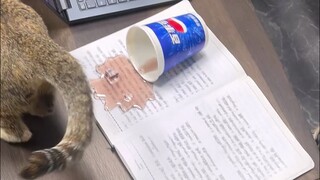 🐱: Itu bukan urusanku. Bukan aku yang melakukannya.