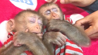 Sleepy monkeys Mino and Coconut after shower