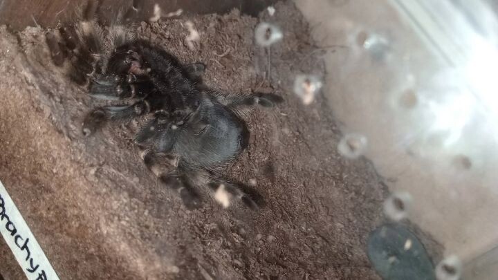 it's Molting time 🕷️🖤🔥