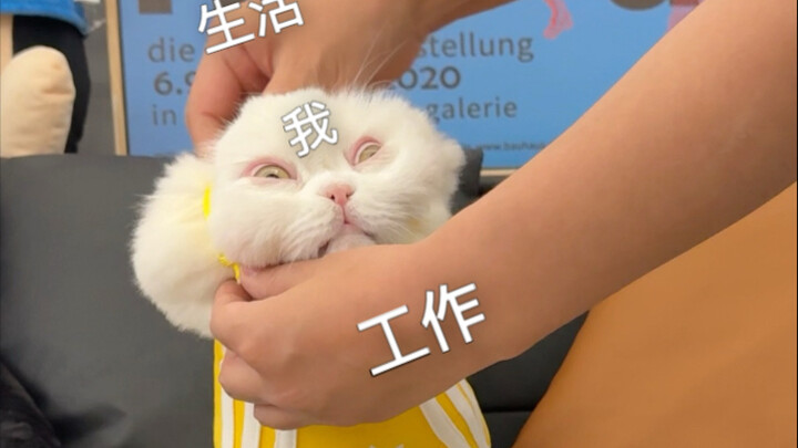 A Kitten Perfectly Captures My Monday Mood