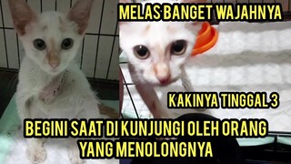 Masya Allah Begini Nasibnya Setelah Di amputasi Anak Kucing Yang Kakinya Membusuk Karena Di tabraak