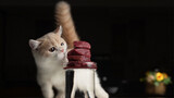【Pet】Watch A Cat Eating Meat | Hungry!