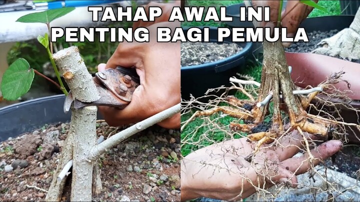 Membuat Bonsai Waru | Tahap Awal