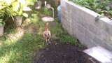 chicken digging for some food